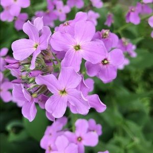 Meet your Posher, Selena